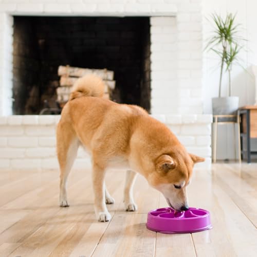 Fun Feeder Slo Bowl, Slow Feeder Dog Bowl, Medium/Mini, Purple